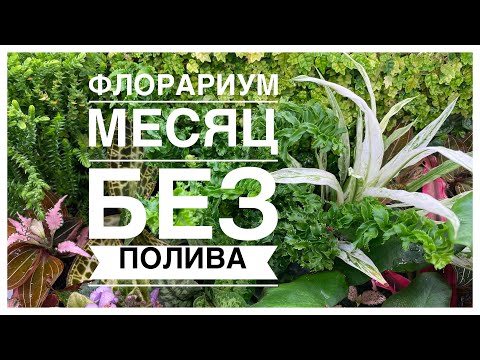 Видео: Будни цветовода | Флорариум месяц без полива | 24.07.2022г.