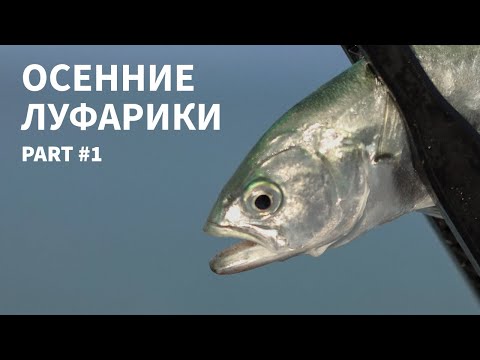 Видео: Осенние луфарики 2024. Часть 1. Рыбалка на Черном море.