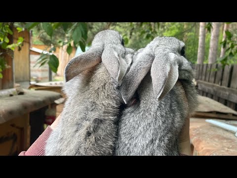 Видео: Содержание кроликов. Итоги 2,5 лет работы.