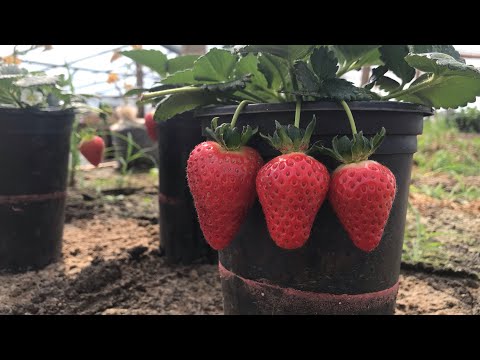 Видео: Клубника фриго через 15 дней. Обработка. Подкормка.