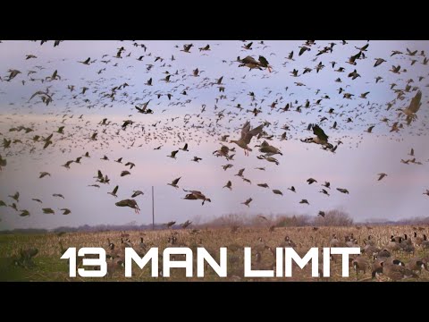 Видео: БЕЗУМНАЯ охота на гусей в Канзасе (лимит 13 человек, 96 птиц)