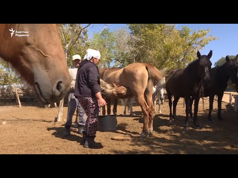 Видео: Корнавируспен қымыз арқылы күрескен шаруа