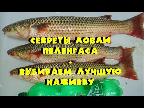 Видео: Ловля Пеленгаса на Дону. Секреты ловли пеленгаса в Дону.