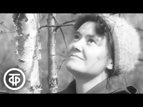 Видео: Карельская береза. Документальный фильм (1969)