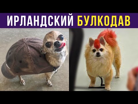 Видео: Приколы с собаками. ИРЛАНДСКИЙ БУЛКОДАВ | Мемозг #281