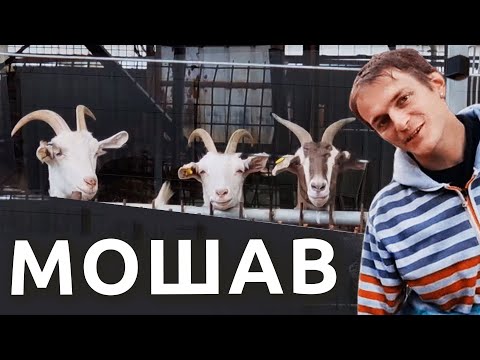 Видео: Израиль: МОШАВ vs КИБУЦ | Деревенская жизнь