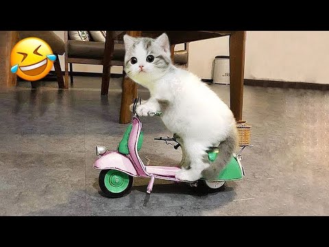 Видео: Смешные животные, которые доведут вас до слёз от смеха! 😂