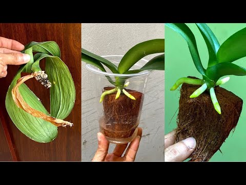 Видео: ЕСЛИ #ОРХИДЕЯ БЕЗ КОРНЕЙ - что делать? Как восстановить?