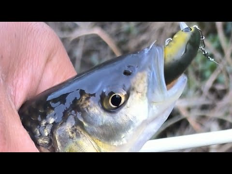 Видео: ПАНЧАРЕВО ОТ ДНЕС #53