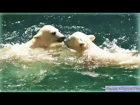 Видео: Белые медвежата - очаровательный дуэт!