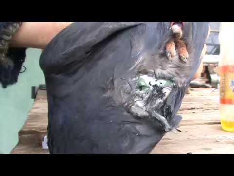 Видео: Ястреб, борьба с ним 002