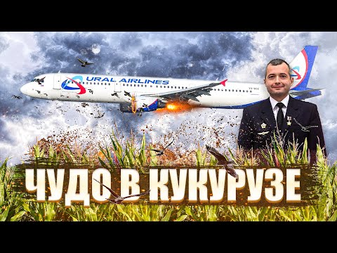 Видео: Чудо на кукурузном поле "Уральских авиалиний". 15 августа 2019 года. Кукуруза. Дамир Юсупов.