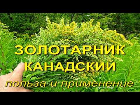 Видео: Золотарник канадский. Польза и применение.