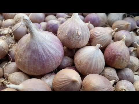 Видео: Калибровка однозубки чеснока.