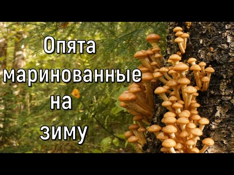 Видео: Опята маринованные на зиму