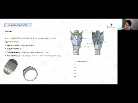 Видео: Лекция 48  Дыхание