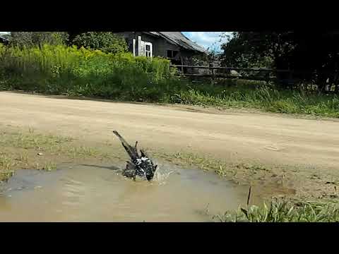 Видео: Сорока Яша купается в луже