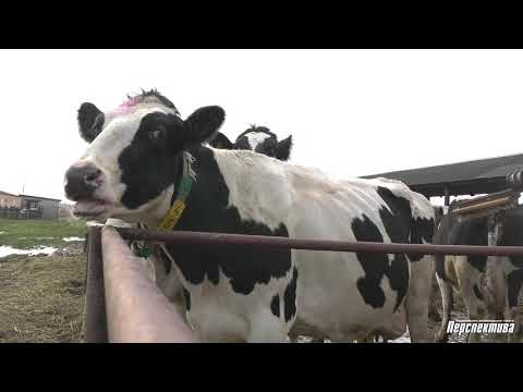 Видео: СПК им. Деньщикова на втором месте в республике по надоям молока