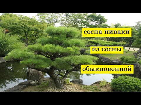 Видео: Как сформировать сосну ниваки из сосны обыкновенной и устроить сад ниваки на даче.