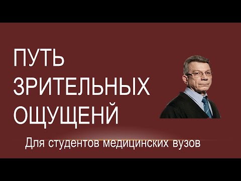 Видео: Путь зрительных ощущений