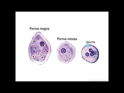 Видео: ОБЩАЯ ХАРАКТЕРИСТИКА Саркодовых – SARCODINA;      Дизентерийная амеба Entamoeba histolytica