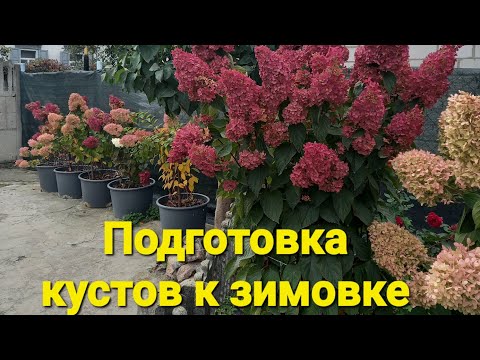 Видео: Подготовка гортензии к зимовке 