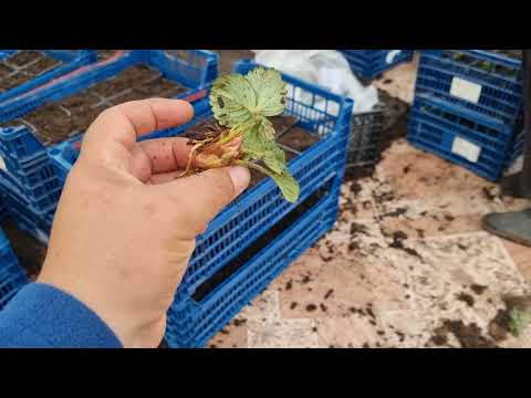 Видео: Воздушка которую срезали зимой высаживаем в стаканчики.