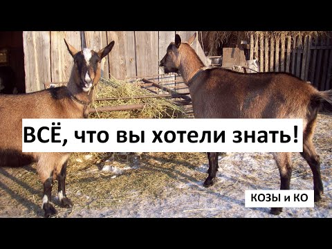 Видео: КОЗЫ и КО