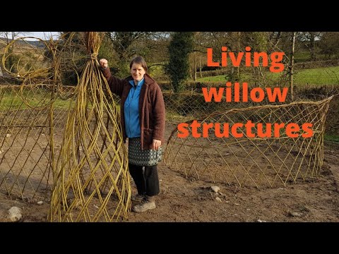 Видео: Как сделать живую изгородь из ивы