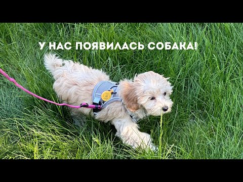 Видео: мы завели собаку! первые дни с щенком мальтипу