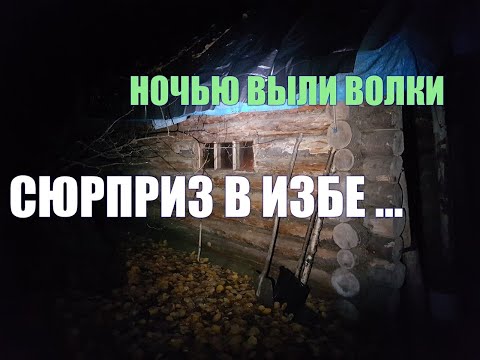 Видео: Пришла в ИЗБУ, а там такое... Не ВЫЖИВАНИЕ в лесу. Четырёхдневный ОДИНОЧНЫЙ поход. 1 часть.