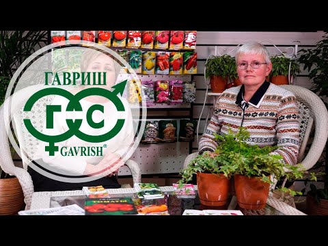 Видео: #Семена #Гавриш - Семинар гавриш Хитсад ТВ