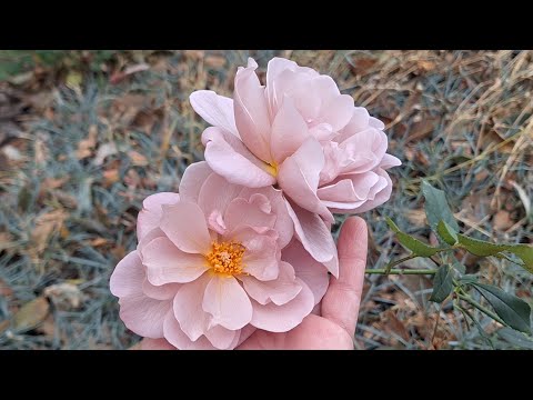 Видео: ЧИ ОБРІЗАТИ ТА ВКРИВАТИ ТРОЯНДИ ВОСЕНИ? 🥀 ПРОГУЛЯНКА САДОМ 🍂