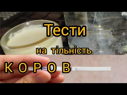 Видео: 4 народні МЕТОДИ визначення тільності КОРІВ/ТЕСТУЮ☝️ПРАВДА чи ФЕЙК ❓