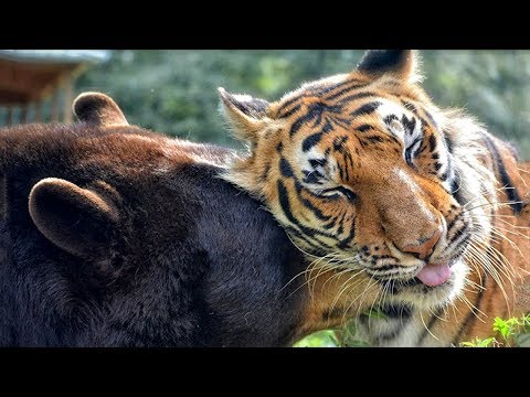 Видео: Удивительные истории о дружбе животных