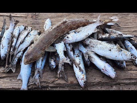 Видео: Скуфы на Дневной Рыбалке!