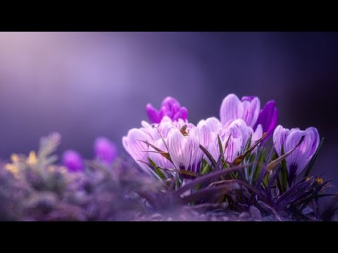 Видео: веление 70.16 (закон Прощения ) англ.яз с Матерью #вершинныймаяк #фиолетовоепламя