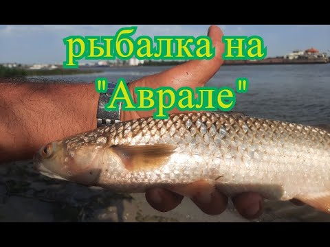 Видео: Рыбалка в Ростове-на-Дону. "Аврал" и первый пеленгас. Открытие сезона на пеленгаса - состоялось.