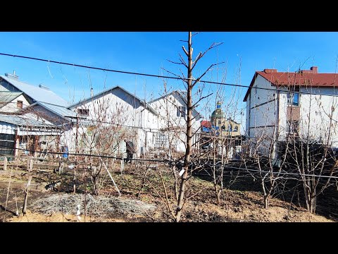 Видео: Обрізка персика на струнке веретено