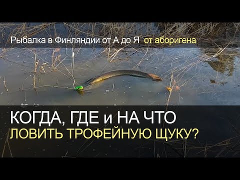 Видео: Где, когда и на что ловить трофейную щуку. Рыбалка в Финляндии