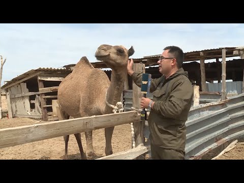 Видео: Алматы облысында шұбат өндірісі өркендеп келеді