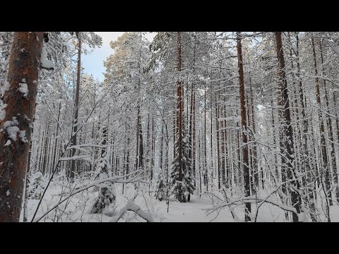 Видео: Первый зимний выход в лес в новом 2024 году