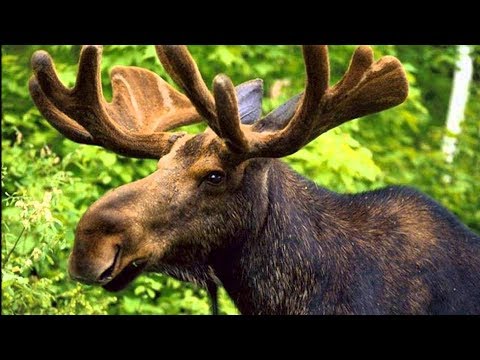 Видео: Готовим мясо лося