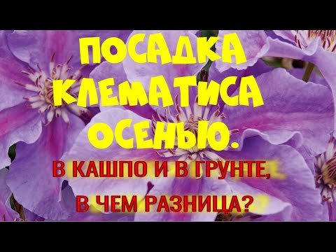 Видео: Посадка клематиса в кашпо и в грунт. В чем разница?