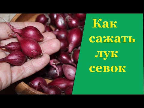 Видео: Как сажать лук севок