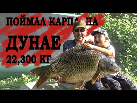 Видео: Мега рыбалка На ДУНАЕ попал на раздачу гигантских КАРПОВ