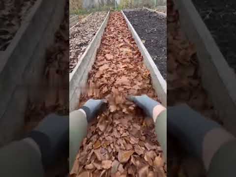 Видео: Лайфхак для листвы #сад #сделайсам #дача #огород #дачныйсезон #юмор #прикол #лайфхаки