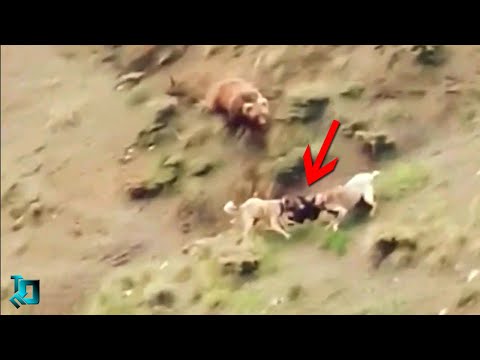 Видео: Невозможно Оторвать Глаз! Эти Случаи с Животными Вы Запомните На Всю Жизнь