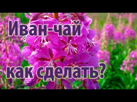 Видео: Как сделать Иван чай - полная версия \\ How to make Koporsky tea (Ivan tea) from Fireweed