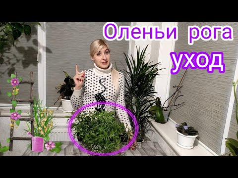 Видео: КАЛАНХОЭ ЛАЦИНИАТА. Оленьи рога. Неприхотливый сад #комнатныецветы #каланхоэ